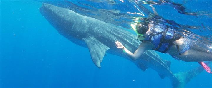 VIP Whale Shark Private Encounter